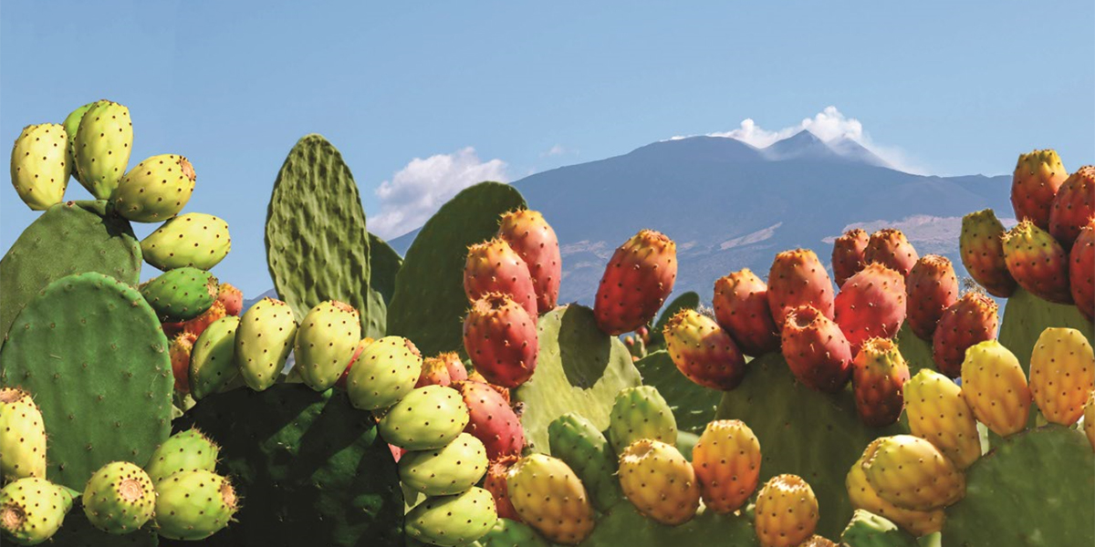 Ficodindia dell’Etna DOP: ad agosto la nuova stagione 